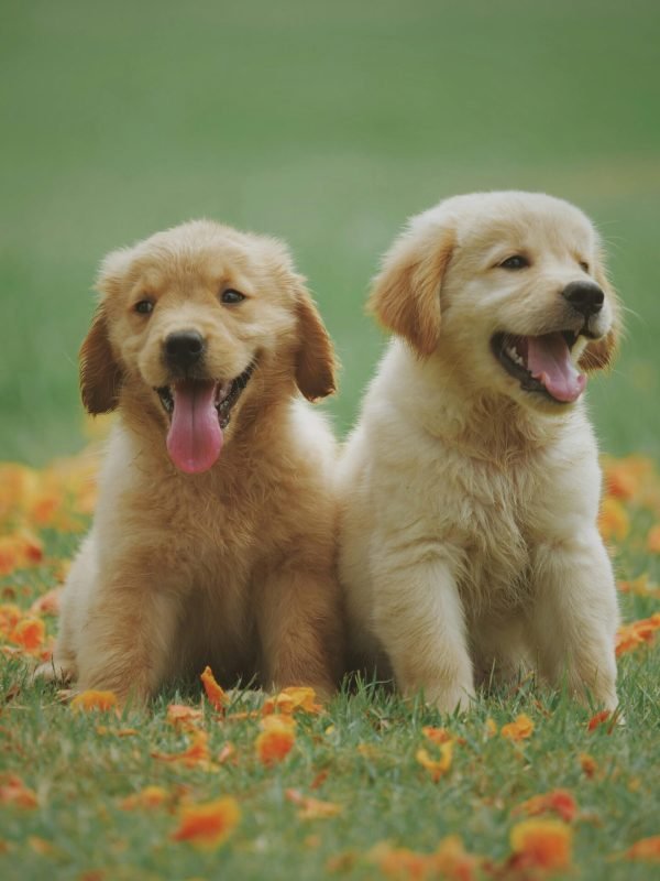 pexels-chevanon-1108099 pexels-chevanon-1108099